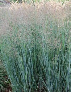 Panicum virg. 'Heavy Metal'