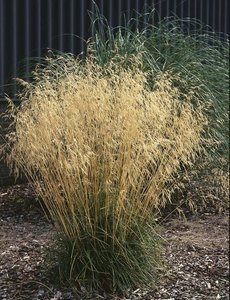 Deschampsia cesp. 'Goldtau'