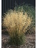  Deschampsia cesp. 'Goldtau'