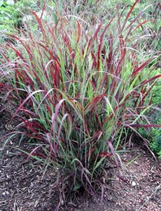 Panicum virg. 'Shenadoah'