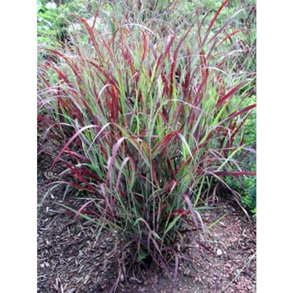 Panicum virg. 'Shenadoah'