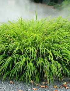  Hakonechloa macra