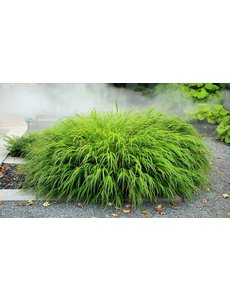  Hakonechloa macra
