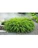  Hakonechloa macra