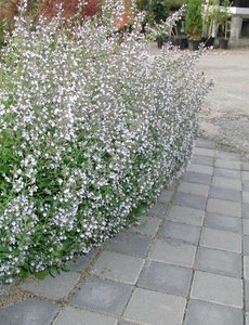  Calamintha nepeta 'Nepeta'