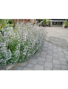  Calamintha nepeta 'Nepeta'