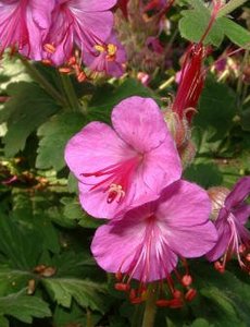  Geranium macrorrhizum