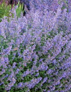  Nepeta faas. 'Six Hill's Giant'
