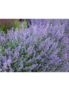  Nepeta faas. 'Six Hill's Giant'