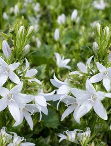  Campanula poscharskyana 'E.H. Frost'