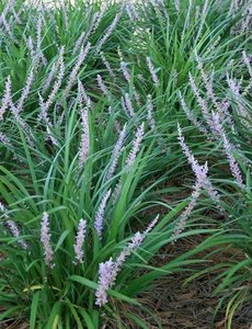  Liriope muscari 'Big Blue'
