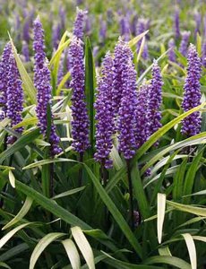  Liriope muscari 'Royal Purple'