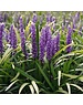  Liriope muscari 'Royal Purple'