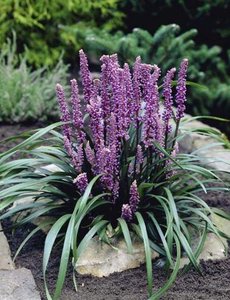  Liriope muscari 'Moneymaker'