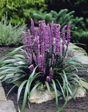  Liriope muscari 'Moneymaker'