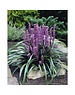  Liriope muscari 'Moneymaker'