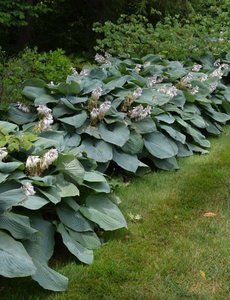  Hosta sieboldiana 'Elegans'