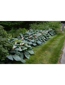  Hosta sieboldiana 'Elegans'