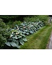  Hosta sieboldiana 'Elegans'