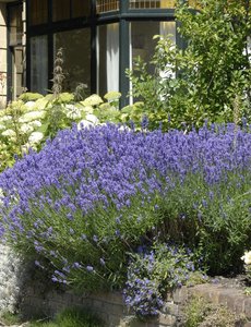  Lavendula ang. 'Munstead'