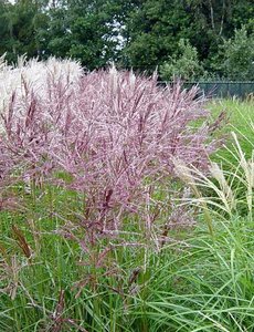 Miscanthus sin. 'Kleine Fontäne'