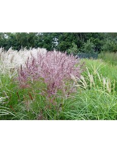  Miscanthus sin. 'Kleine Fontäne'