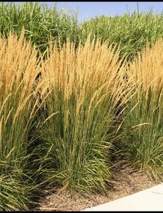 Calamagrostis acut. 'Karl Foerster'