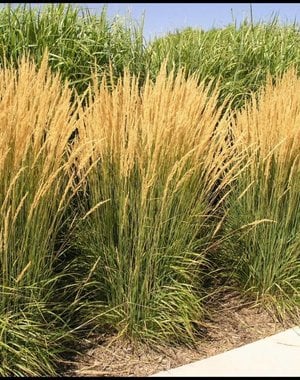  Calamagrostis acut. 'Karl Foerster'