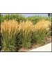  Calamagrostis acut. 'Karl Foerster'