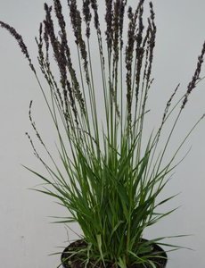 Molina caer. 'Moorhexe'