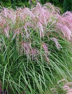 Miscanthus sin. 'Flamingo'