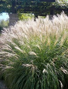 Miscanthus sin. 'Morning Light'