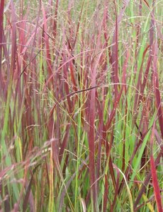 Panicum virg. 'Kulsenmoor'