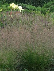 Sporobolus heterolepis