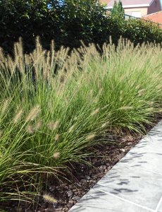  Pennisetum alopecuroides 'Hameln'