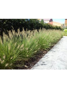  Pennisetum alopecuroides 'Hameln'