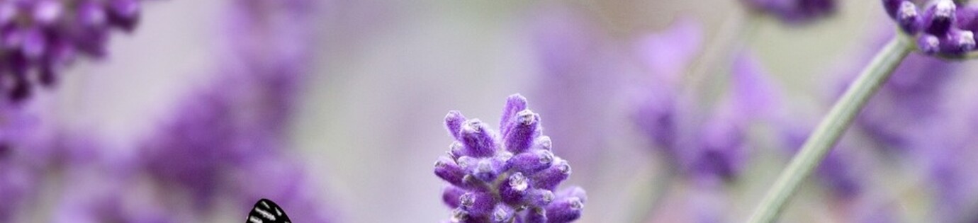 Tips en Beursberichten