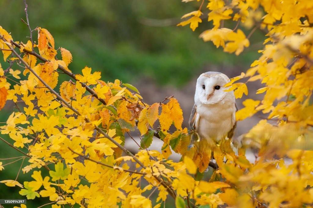 KOOP MIJ en KREIDLER ONDERDELEN. Click daarvoor op de blauwe button linksboven "Kies een categrorie"