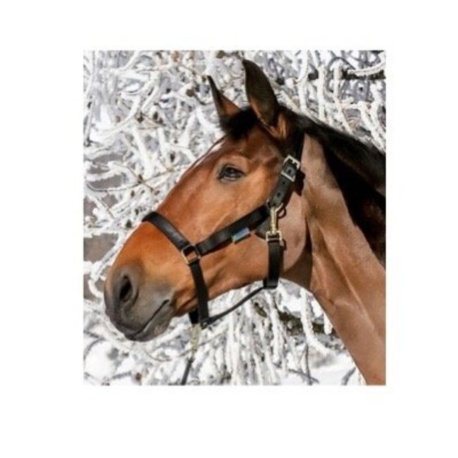 Bucas Halster Bucas Dublin