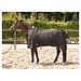 Harry's Horse Staldeken Highliner 0gr fleece voering