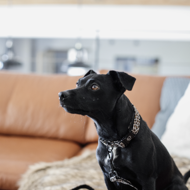 kentucky Hondenband Leopard