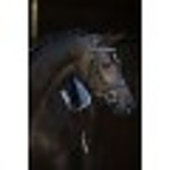 Showtime Hoofdstel Armani