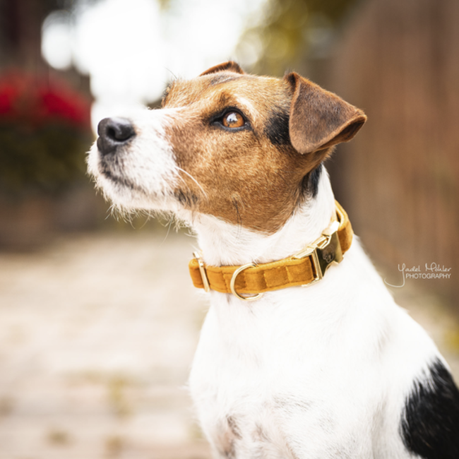 kentucky Hondenband velvet