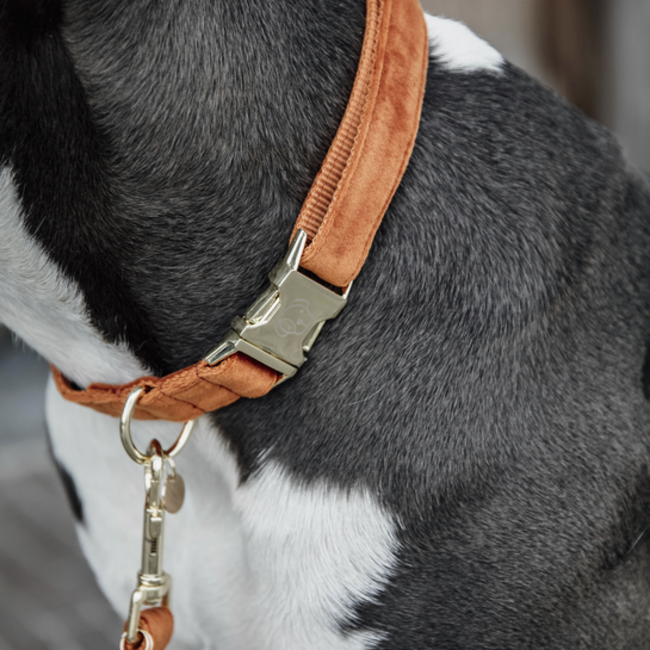 kentucky Hondenband velvet