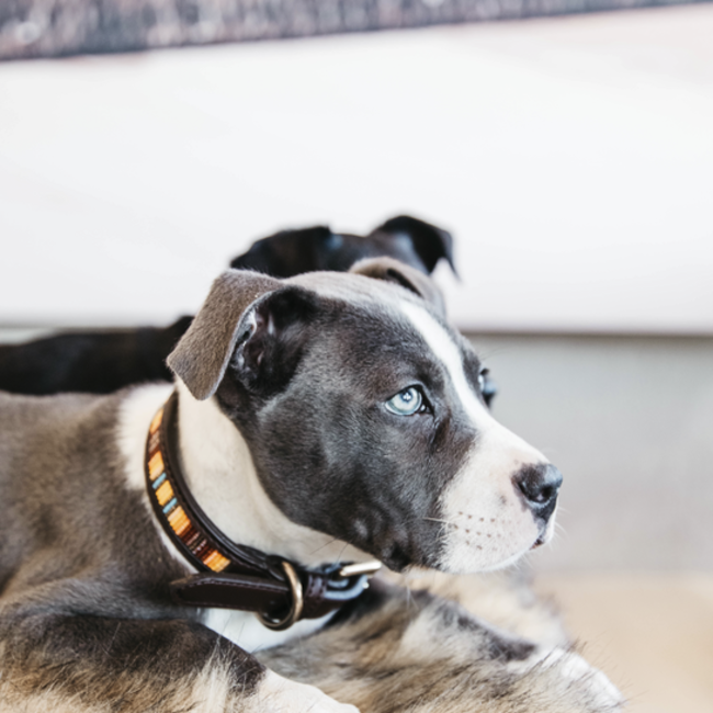 kentucky Hondenhalsband handgemaakte parels