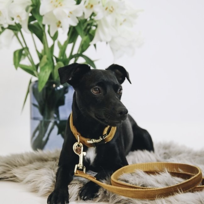 kentucky Hondenlijn Velvet