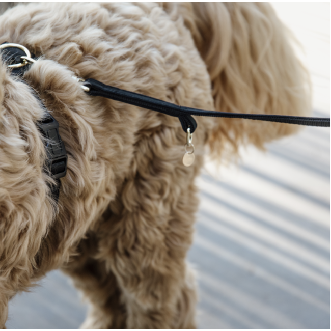 kentucky Hondenlijn Velvet