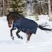 Horseware Bravo 12 Turnout Heavy 400 GR
