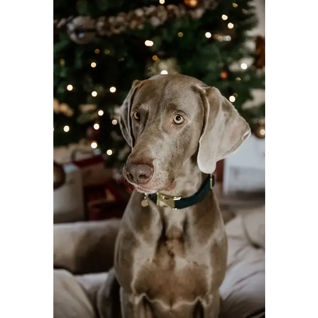 kentucky Hondenhalsband Corduroy