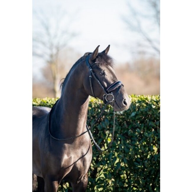 Showtime Hoofdstel Evalira